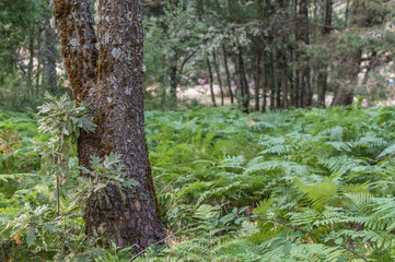 Tree trunk surrounded by ferns