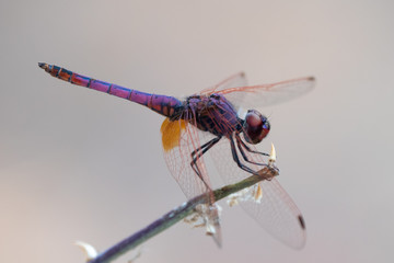 Dragonfly