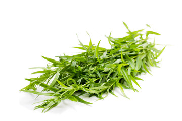 Bunch  of tarragon plant isolated on white