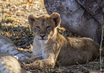 lion cub