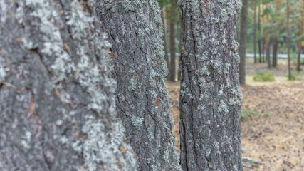 Pine trunk covered in lichen