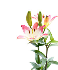 White-pink  lily flower isolated on white