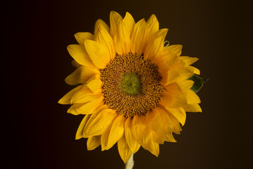 Fototapeta premium Sunflower on a dark background