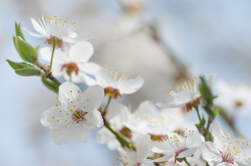 Obraz premium apple blossoms in spring on white background