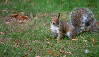 Gray squirrel ready to pounce