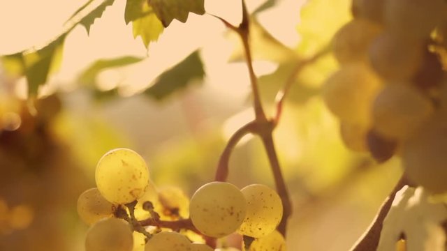 Close up of a yellow grapes on grapevine