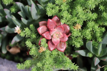 flor morada