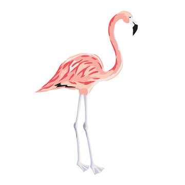 Tropical pink flamingo bird stand on two legs isolated on white background. Vector illustration. Paradise nature. Summer beach design. Drawn element