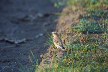 Isabelline wheatear sits on the ground in a natural habitat.