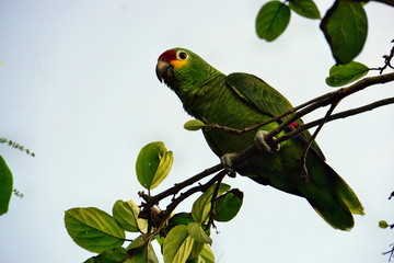 Amazonenpapagei auf Roatan Honduras