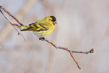 Siskin flew to a branch of a wild apple tree in the forest.