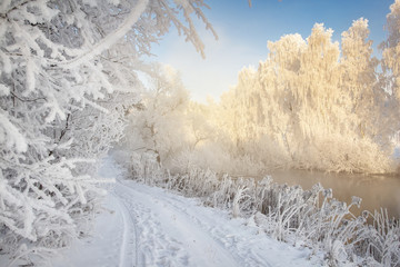Frosty winter scene. Winter landscape in morning frost. White hoarfrost on plants and branches of trees. Christmas background. Cold snowy nature on bright sunny day. Xmas time. Natural winter scene.
