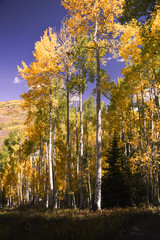 Yellow aspen trees in Vail, Colorado. 