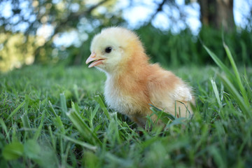 a chick walking in the grass