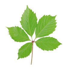 green leaves of wild grapes isolated on white background