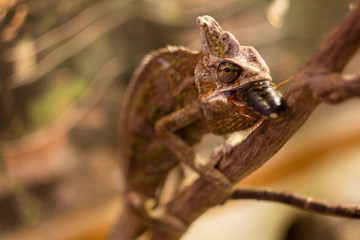 Chamaeleo calyptratus