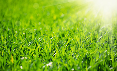 Fototapeta premium Green grass texture from a field and sun