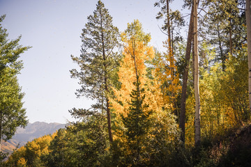 Yellow aspen trees in Vail, Colorado during autumn. 
