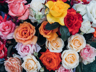 Colorful rose background, fresh blossoming flowers close up