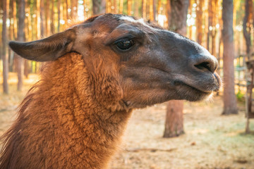 Brown llama portrait, close up at nature background