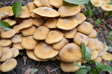 Brown tasty mushrooms in the garden