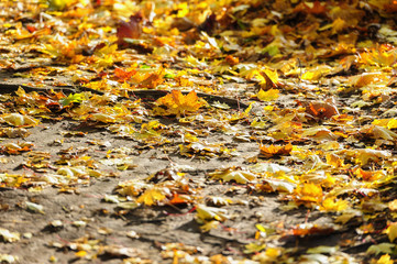 autumn leaves