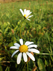 Daisy, white summer wildflowers in the background.