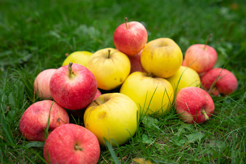 Green yellow red Apples in the Garden
