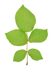 branch with five green leaves