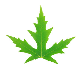 one green leaf isolated on white background