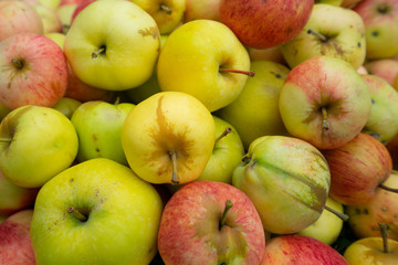 Green yellow red Apples in the Garden