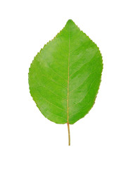 one green leaf isolated on white background