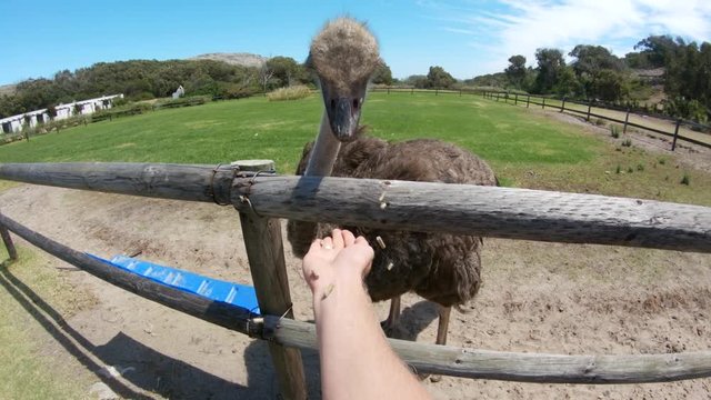 Feeding Cape Town ostrich in enclosure, POV