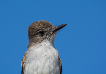 Puerto Rican Flycatcher