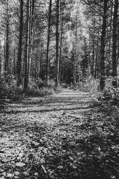 Beautiful black and white forest road in a   vintage park