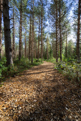 Fototapeta premium Beautiful forest brown road in a park with green trees and blue sky