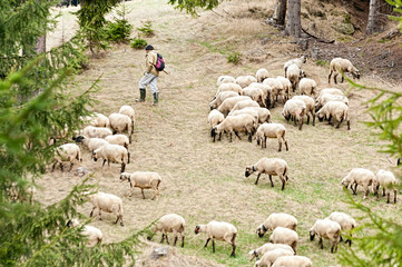 Shephard with his flock of sheep © Les Palenik