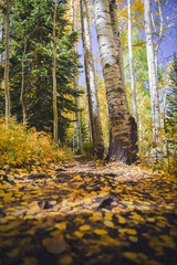 Aspen trees and leaves on a trail in Colorado during autumn. 