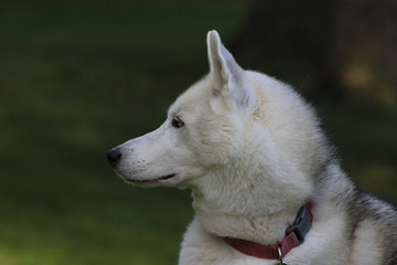 Close up beautiful dog husky, the magestic arctic breed