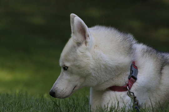 Close up beautiful dog husky, the magestic arctic breed