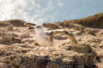 Ein Calvendo wartet auf Futter