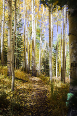Naklejka premium Yellow aspen trees in Vail, Colorado. 