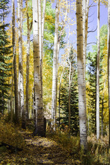 Yellow aspen trees in Vail, Colorado. 