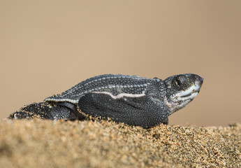 New Born Leatherback Sea Turtle