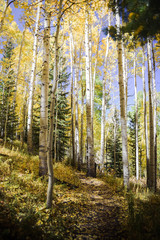 Yellow aspen trees in Vail, Colorado. 