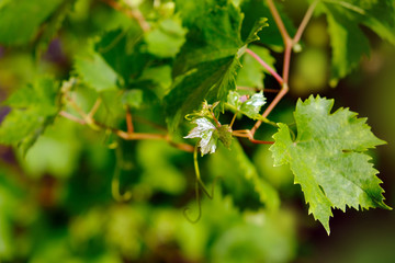 Vine, vineyard, leaf, summer,leaves,autumn,green