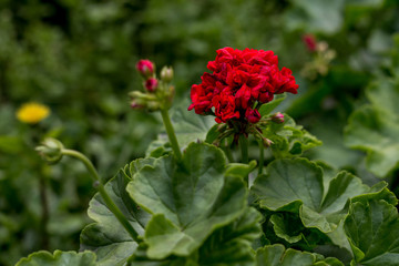 Flowers in the autumn flower bed. Geranium flower outdoors
