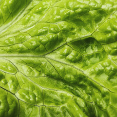 Close-up lettuce leaf, fresh lettuce. Green background, vegetarian concept of healthy eating, top view