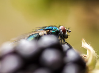 Fly macro shot