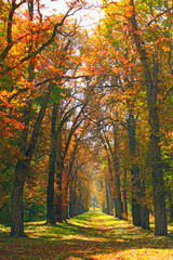 Beautiful alley in park with colorful trees standing in yellow foliage